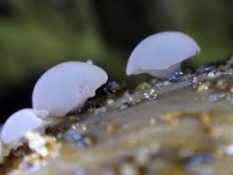 Attēlu rezultāti vaicājumam “Ombrophila violacea spores”