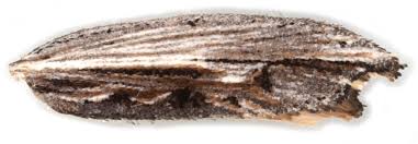 Attēlu rezultāti vaicājumam “Ypsolopha scabrella”