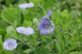 Image result for Linum usitatissimum