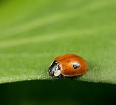 Attēlu rezultāti vaicājumam “Adalia bipunctata”