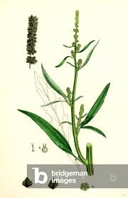 Attēlu rezultāti vaicājumam “Atriplex littoralis”