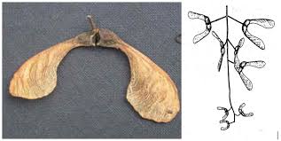 Attēlu rezultāti vaicājumam “Drepanosiphum platanoidis exuvia”