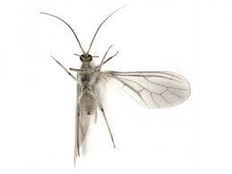 Attēlu rezultāti vaicājumam “Coniopterygidae”