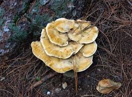 Attēlu rezultāti vaicājumam “Onnia triquetra”