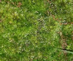 Attēlu rezultāti vaicājumam “Eocronartium muscicola”