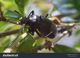 Attēlu rezultāti vaicājumam “Blaps mortisaga”