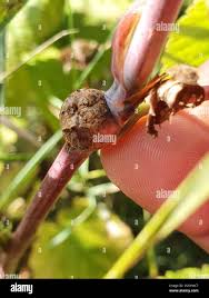 Attēlu rezultāti vaicājumam “Lasioptera rubi larva”