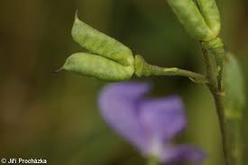 Attēlu rezultāti vaicājumam “Aconitum napellus bud”