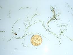 Attēlu rezultāti vaicājumam “Lemanea fluviatilis”