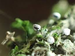 Attēlu rezultāti vaicājumam “Diderma chondrioderma macro”