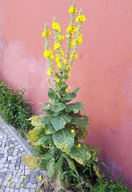 Image result for Nachtkerze