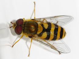 Attēlu rezultāti vaicājumam “Syrphus sp.”