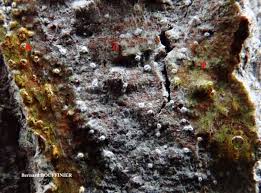 Attēlu rezultāti vaicājumam “Phlyctis agelaea”