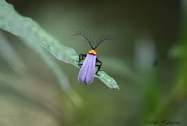 Attēlu rezultāti vaicājumam “Lycidae”