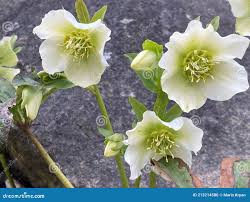 Image result for Nieswurz