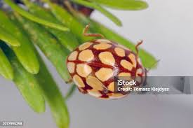 Attēlu rezultāti vaicājumam “Sospita vigintiguttata”