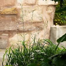 Attēlu rezultāti vaicājumam “Brachypodium pinnatum”