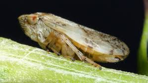 Attēlu rezultāti vaicājumam “Philaenus spumarius nymph”