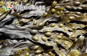 Attēlu rezultāti vaicājumam “Fucus vesiculosus”