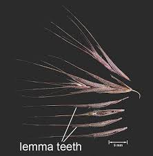 Attēlu rezultāti vaicājumam “Anisantha tectorum fruit”