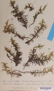 Attēlu rezultāti vaicājumam “Pleurozium schreberi sporophyte”