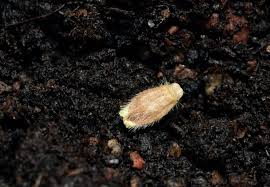 Attēlu rezultāti vaicājumam “Platydracus fulvipes”