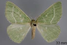 Attēlu rezultāti vaicājumam “Thetidia smaragdaria”