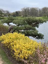 Attēlu rezultāti vaicājumam “Forsythia”