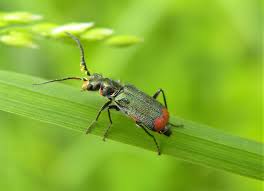 Attēlu rezultāti vaicājumam “Malachius bipustulatus”