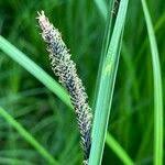 Attēlu rezultāti vaicājumam “Carex acuta leaf”