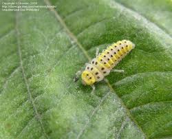 Attēlu rezultāti vaicājumam “Psyllobora vigintiduopunctata larva”