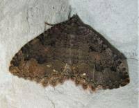 Attēlu rezultāti vaicājumam “Triphosa dubitata”