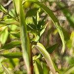 Attēlu rezultāti vaicājumam “Symphyotrichum x salignum leaf”