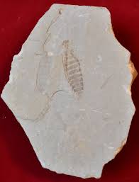 Attēlu rezultāti vaicājumam “Epirhoe tristata”