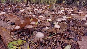 Attēlu rezultāti vaicājumam “Mycena zephirus”