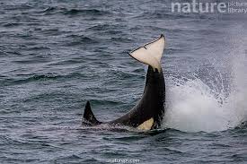 Image result for Orcinus orca