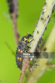 Attēlu rezultāti vaicājumam “Coccinella septempunctata larva”