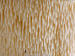 Attēlu rezultāti vaicājumam “Hydnum repandum”