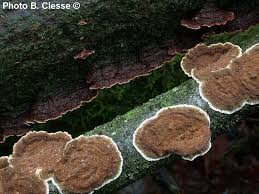 Attēlu rezultāti vaicājumam “Hymenochaete tabacina”