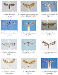 Attēlu rezultāti vaicājumam “Cnaemidophorus rhododactyla”