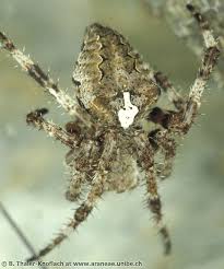Attēlu rezultāti vaicājumam “Araneus angulatus”