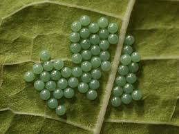 Attēlu rezultāti vaicājumam “Arctia caja”