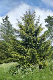 Attēlu rezultāti vaicājumam “Picea orientalis”