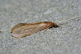 Attēlu rezultāti vaicājumam “Oecetis ochracea”