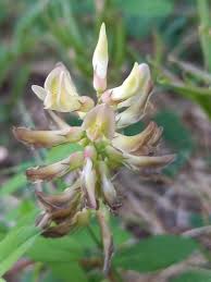Attēlu rezultāti vaicājumam “Astragalus glycyphyllos fruit”