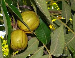 Attēlu rezultāti vaicājumam “Carya”