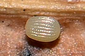 Attēlu rezultāti vaicājumam “Platytes alpinella”