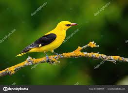 Attēlu rezultāti vaicājumam “Oriolus oriolus male”