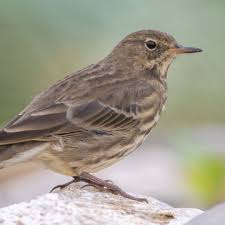 Attēlu rezultāti vaicājumam “Anthus petrosus”