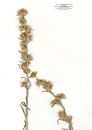 Attēlu rezultāti vaicājumam “Gnaphalium sylvaticum flower”